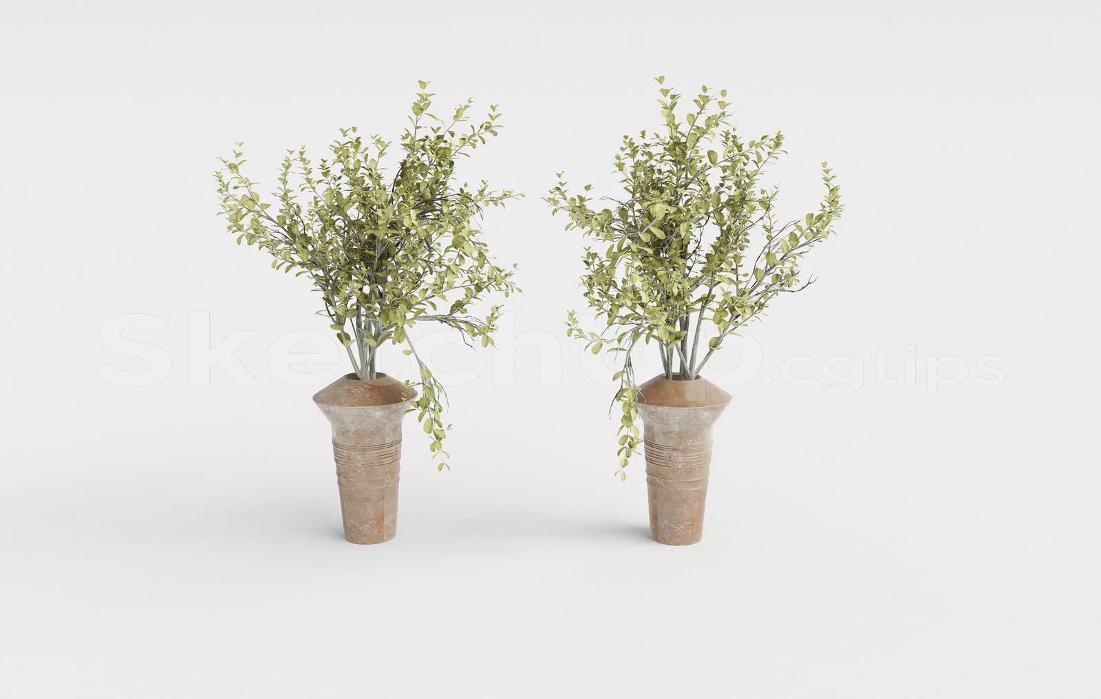 Plant