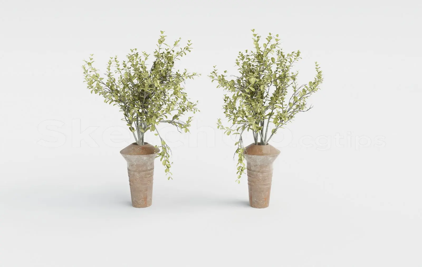 Plant