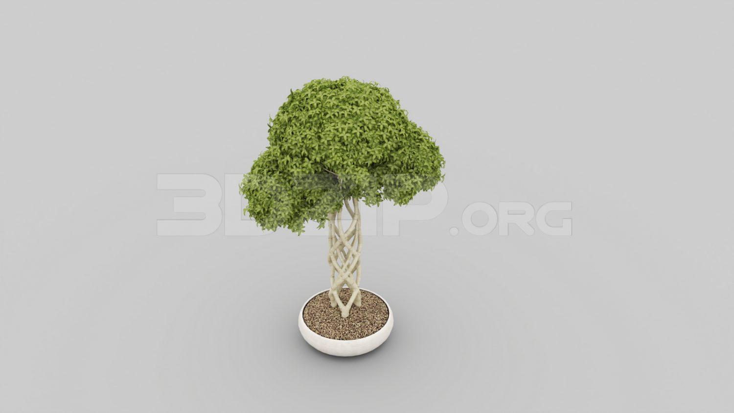 BonSai Tree