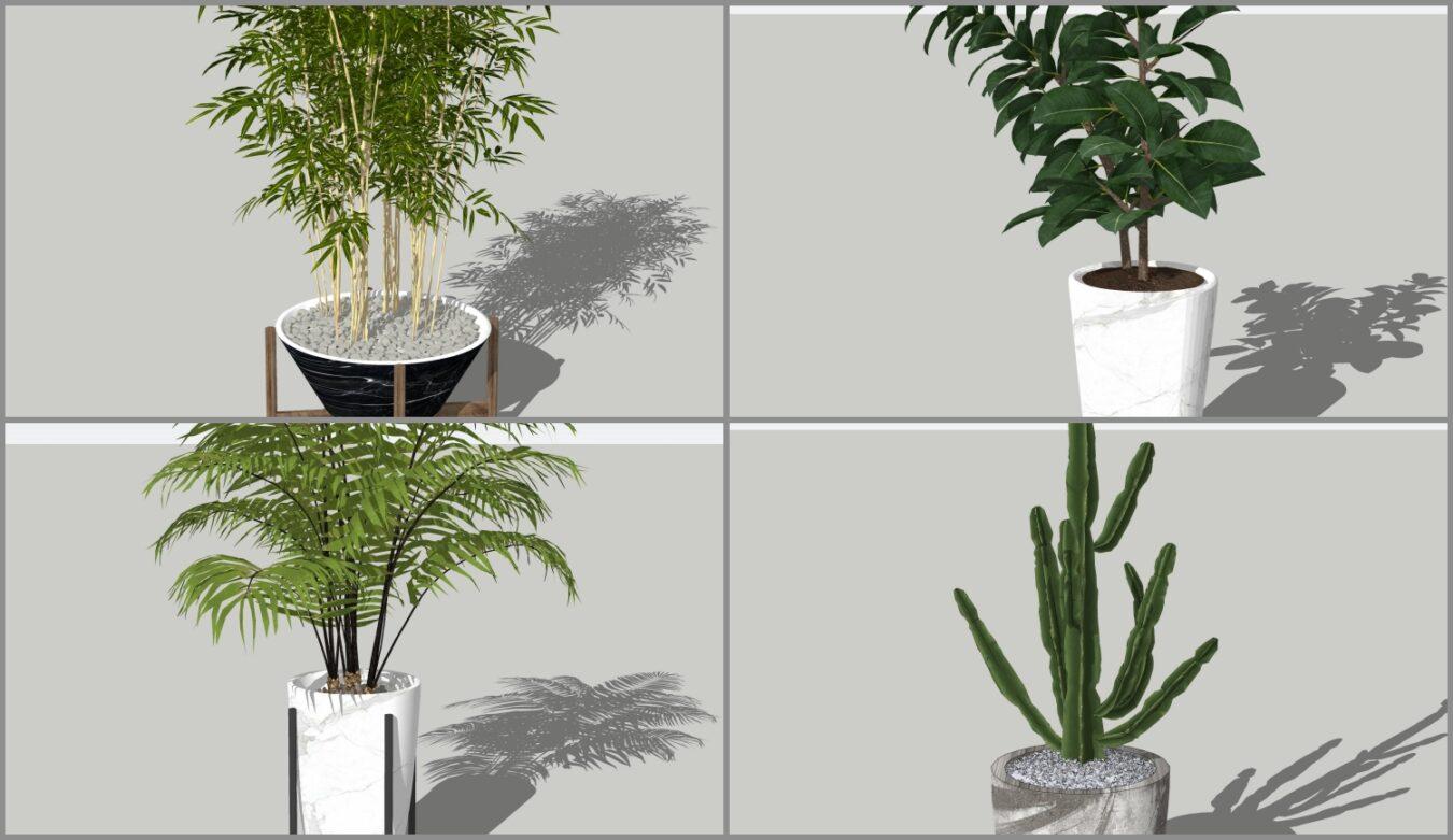 Plant