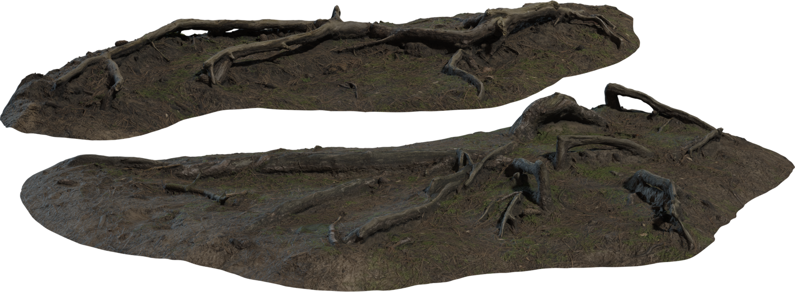 Pine Roots