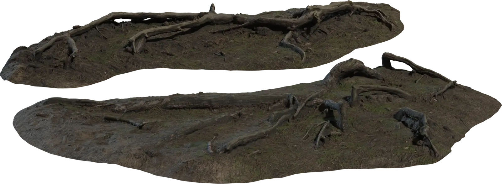 Pine Roots — preview 1, by Rob Tuytel (Poly Haven, CC0)