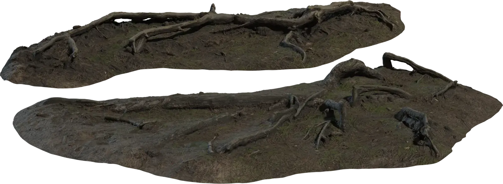 Pine Roots