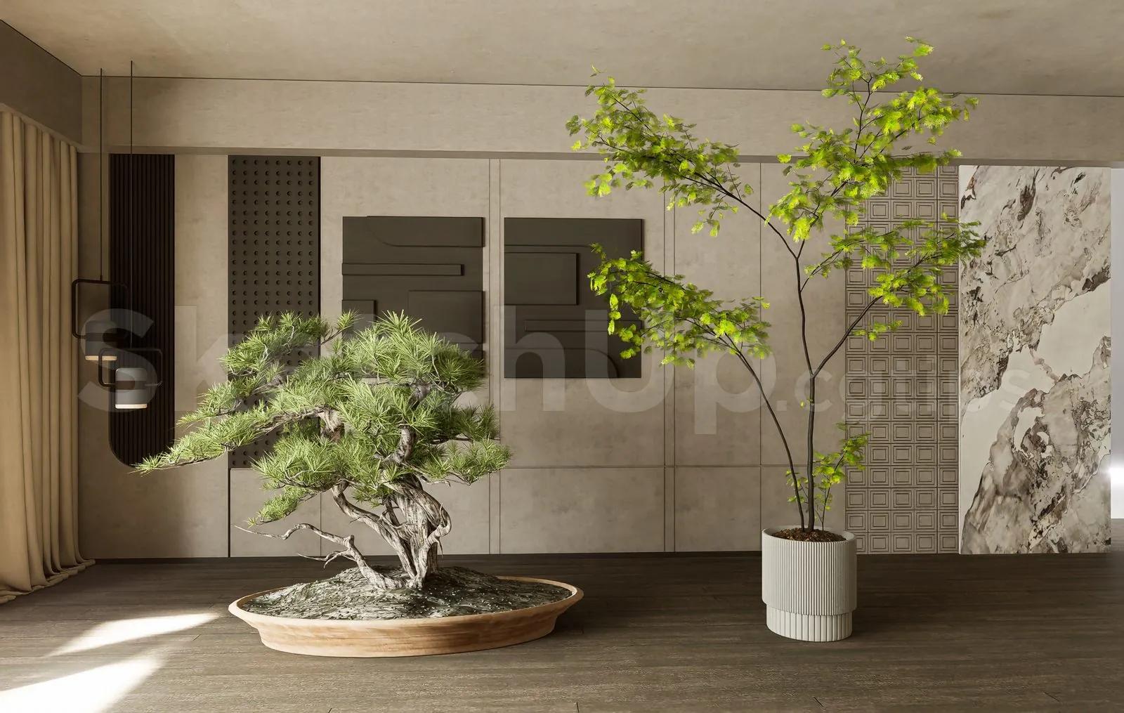 BonSai Tree