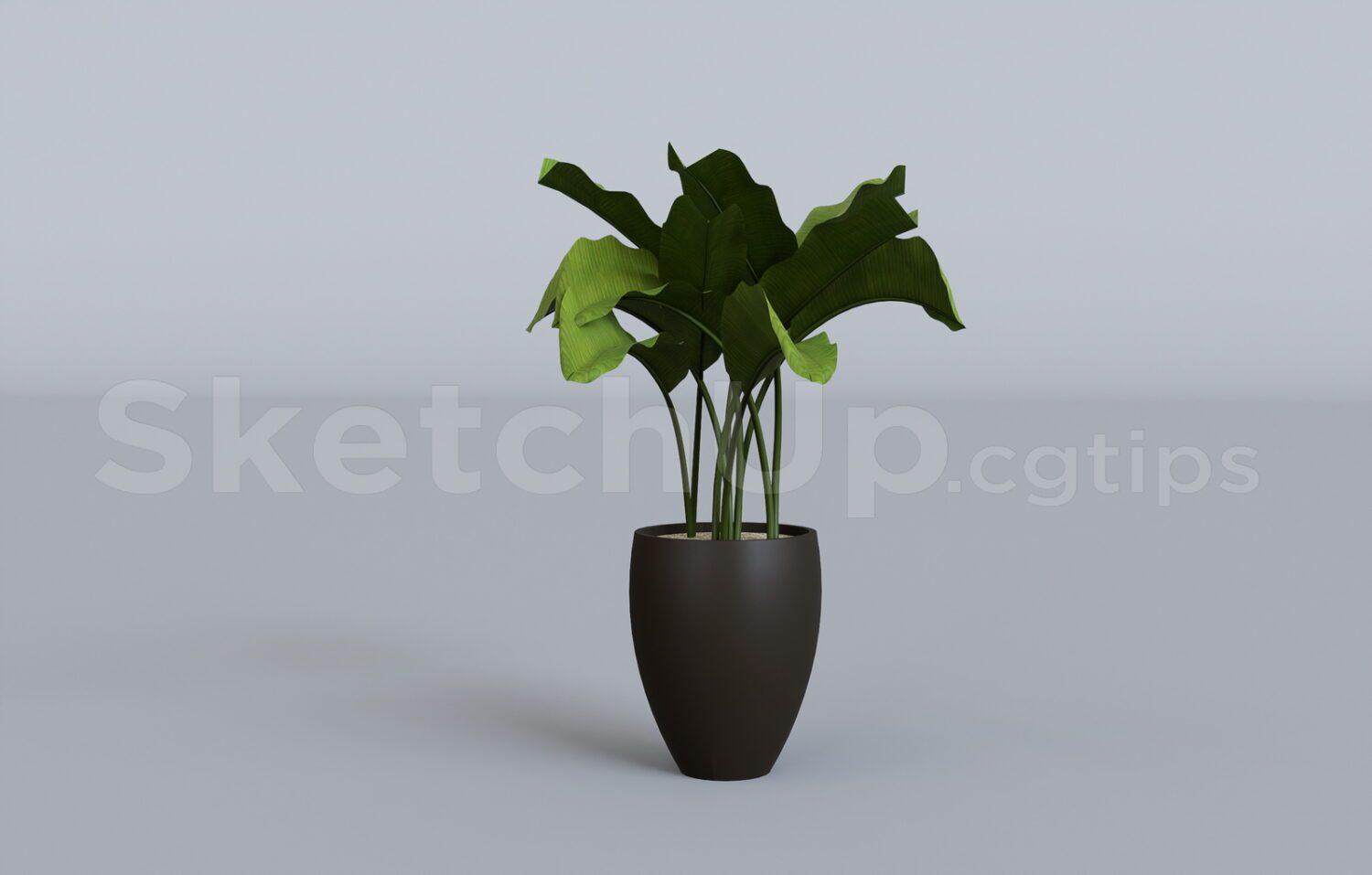 Plant