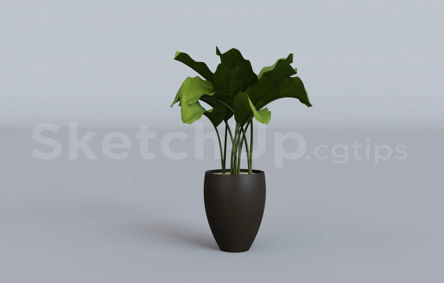 Plant