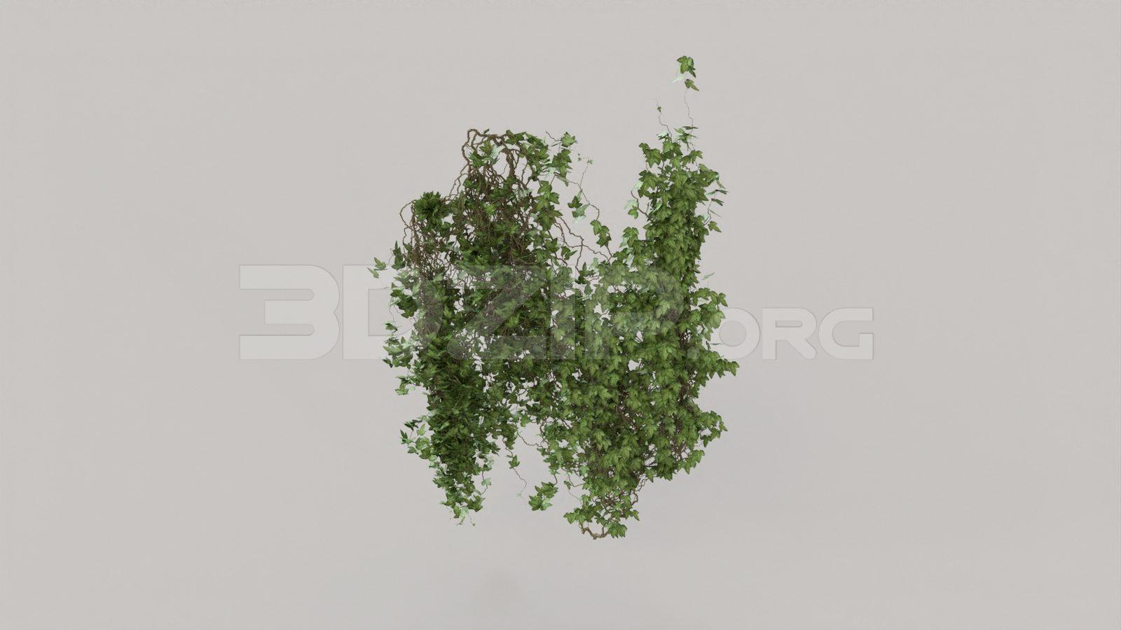 Plant