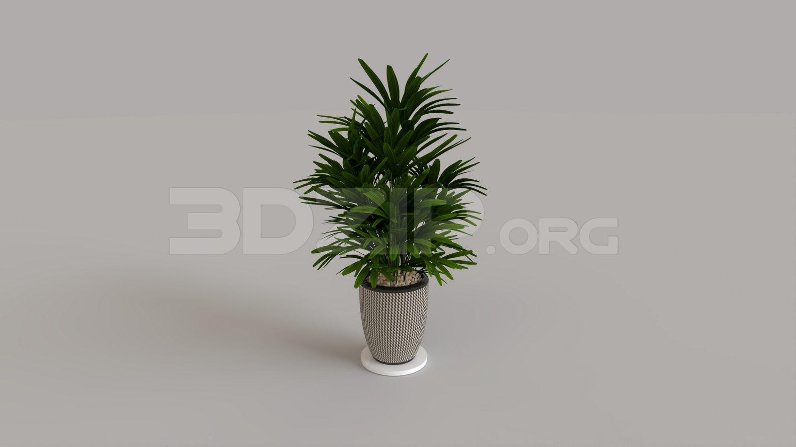 Plant