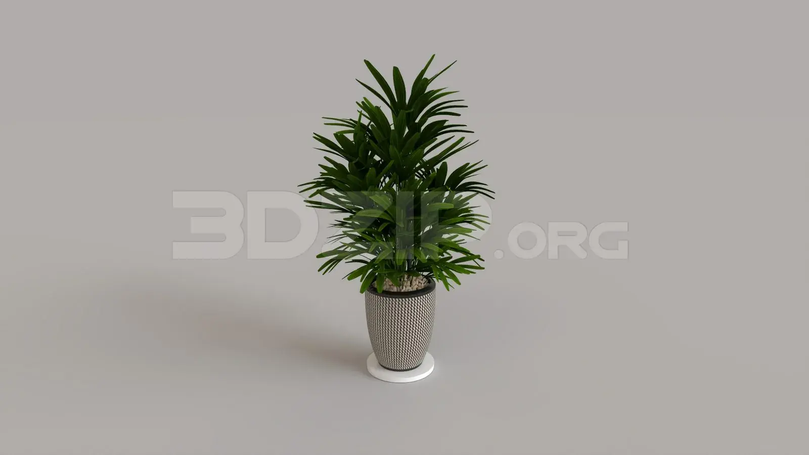 Plant
