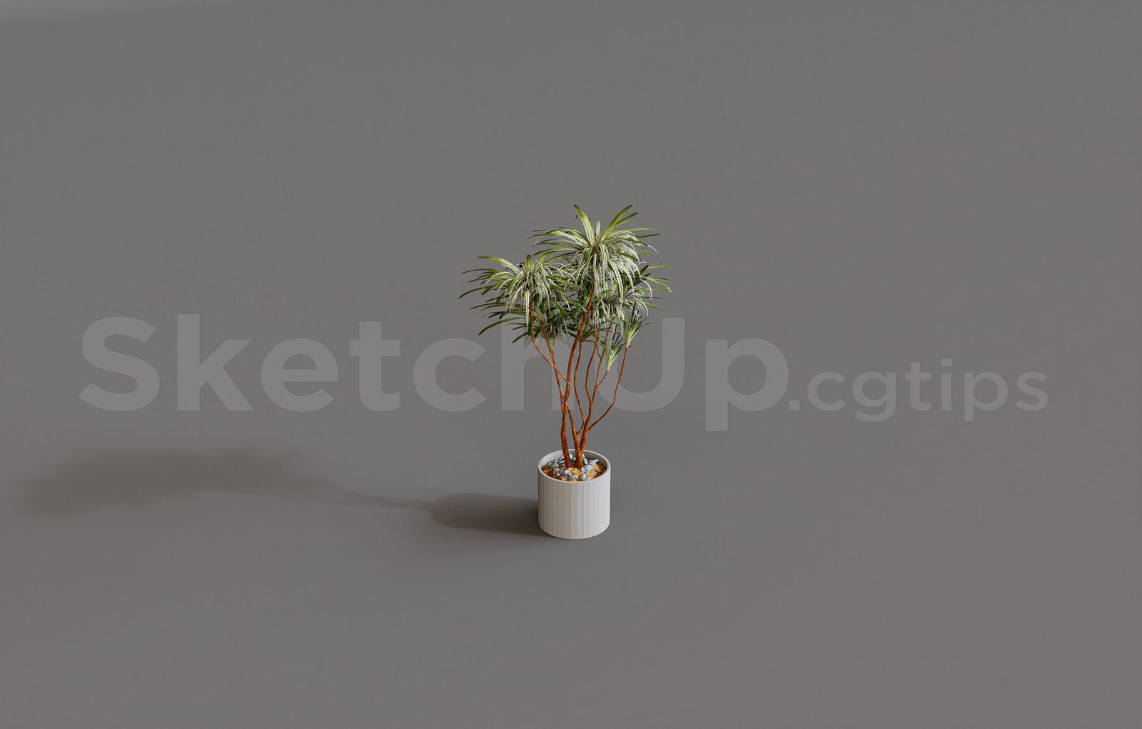 Plant