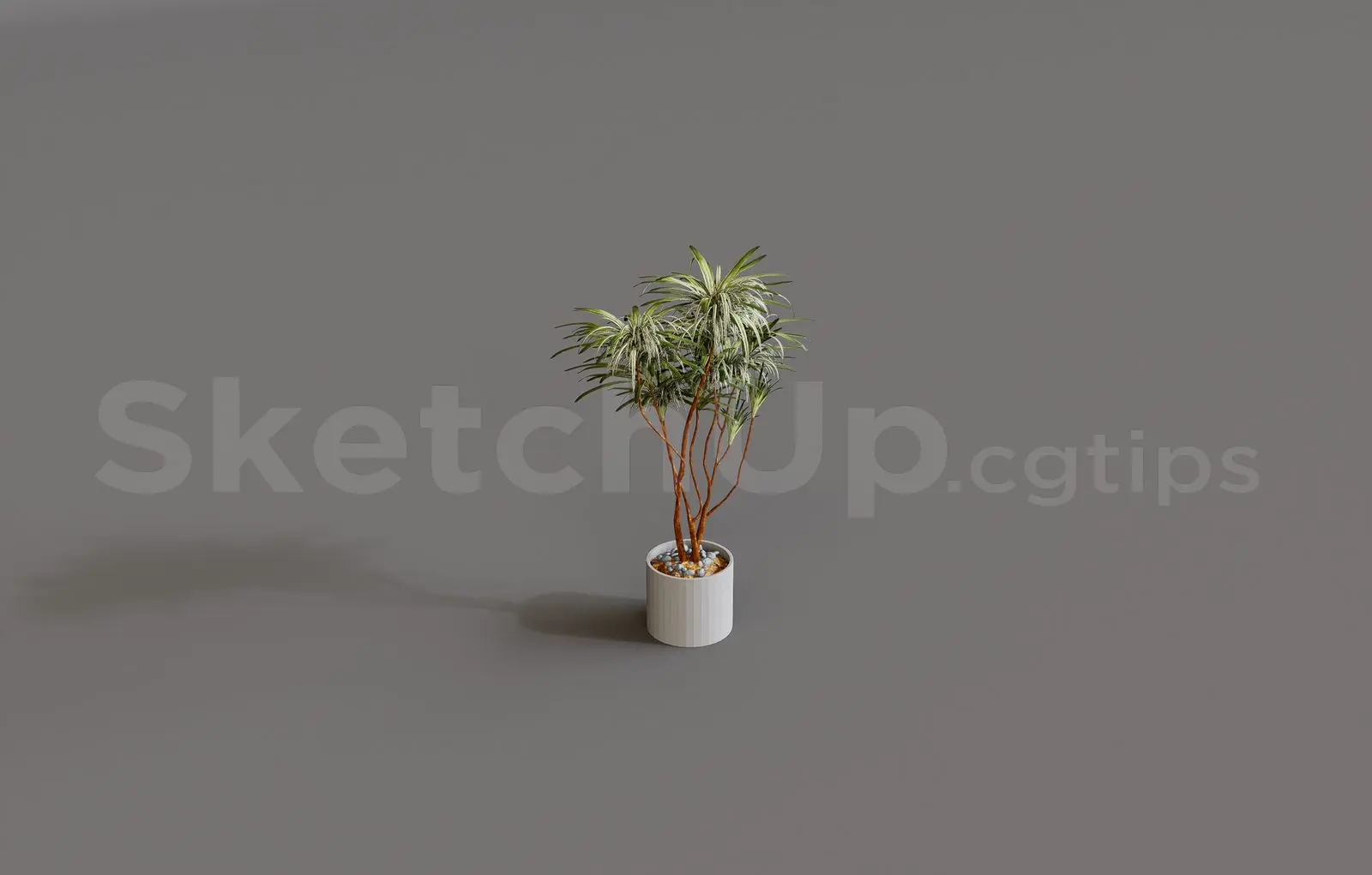 Plant