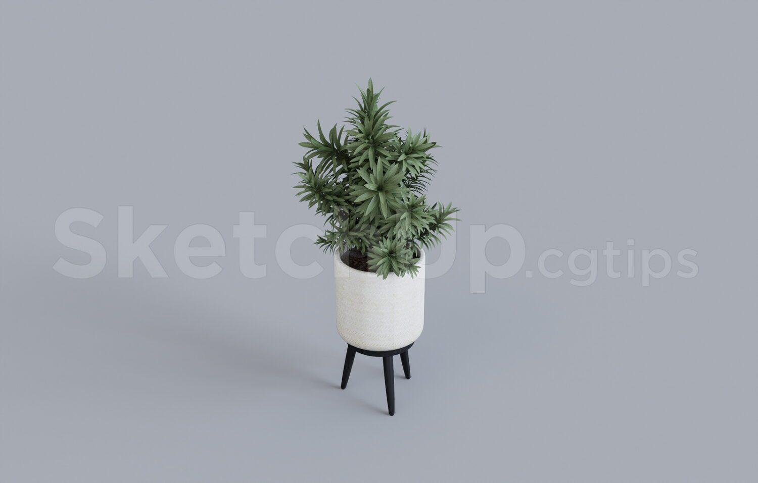 Plant