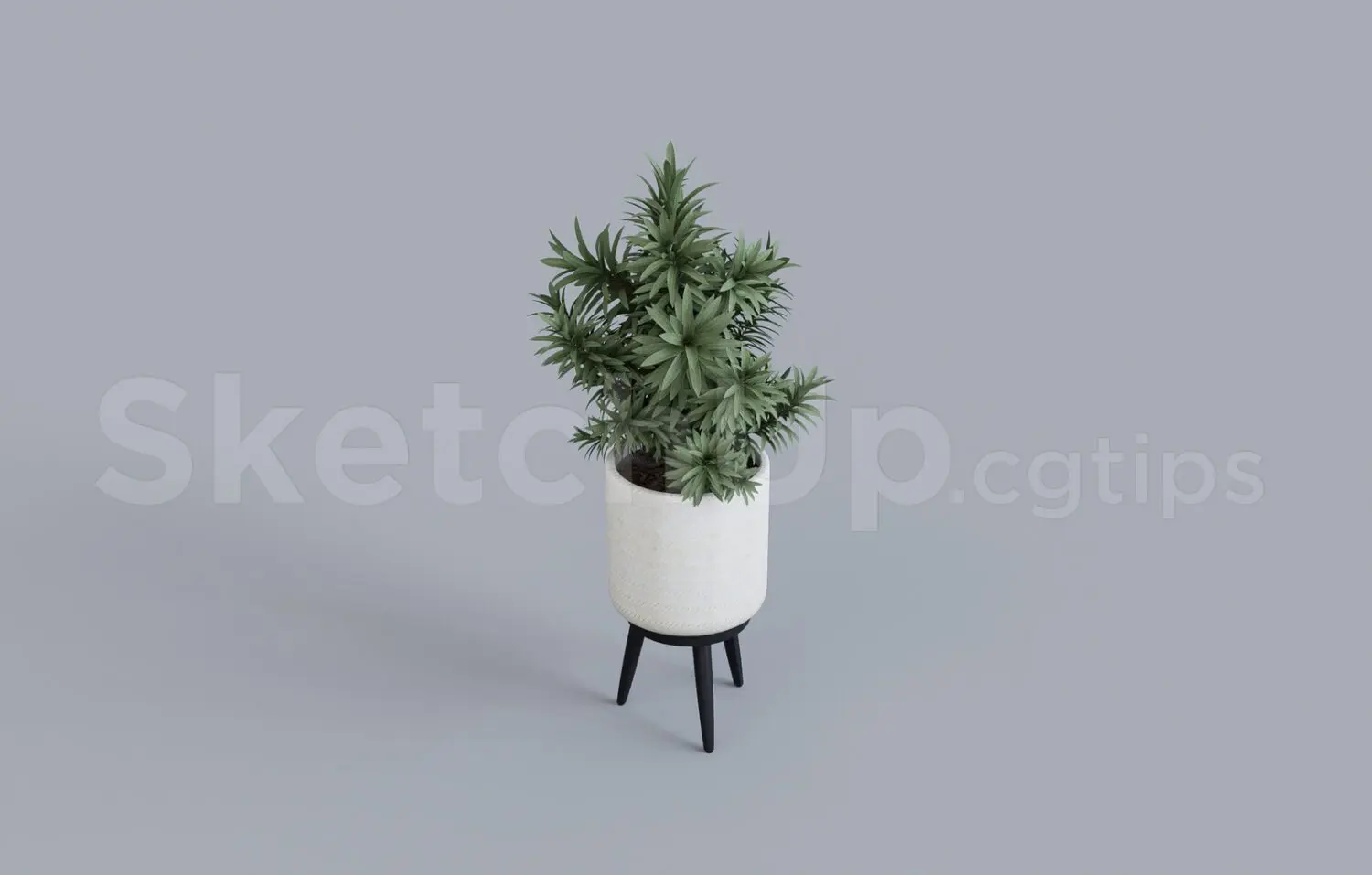 Plant