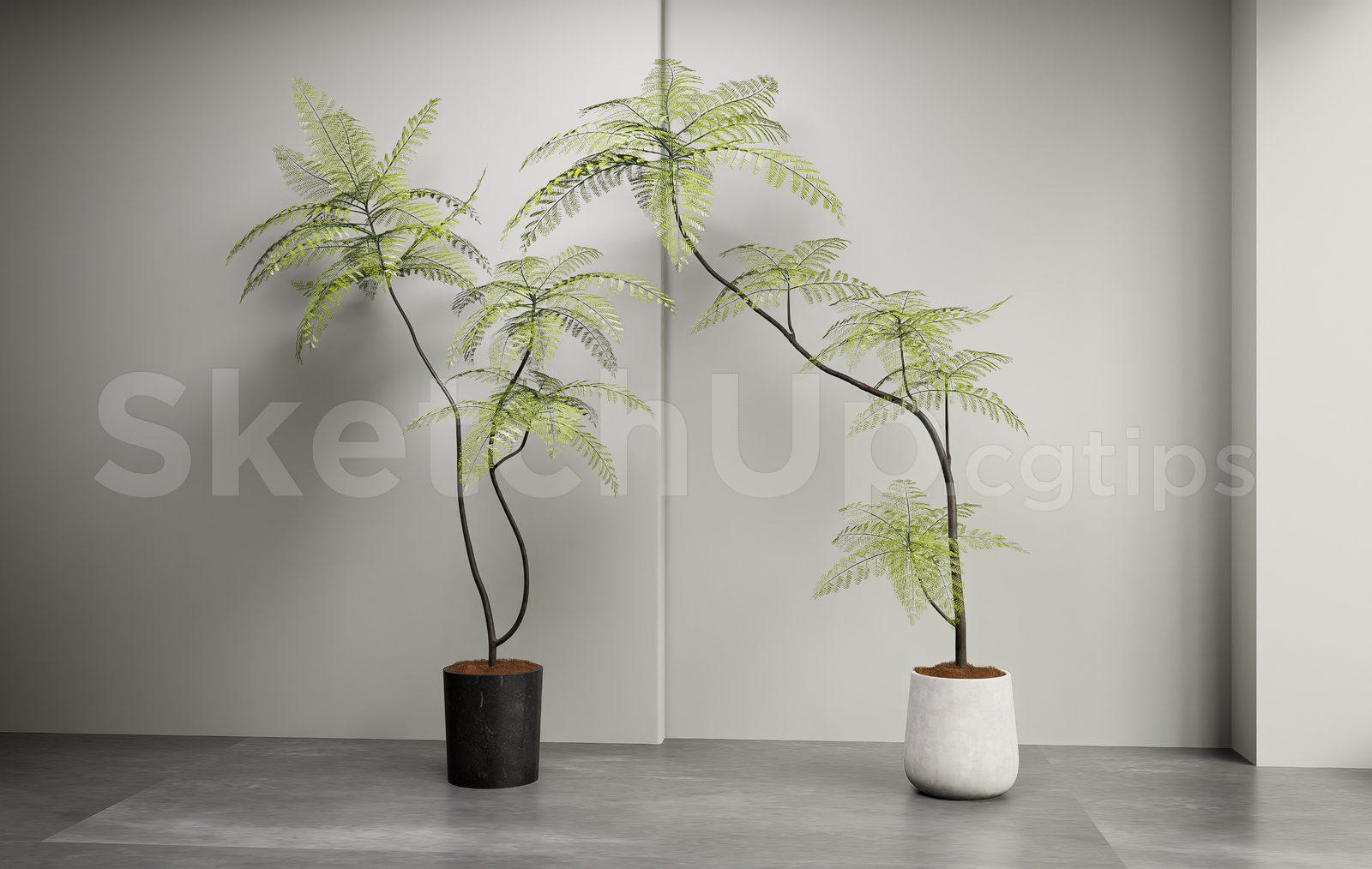 Plant