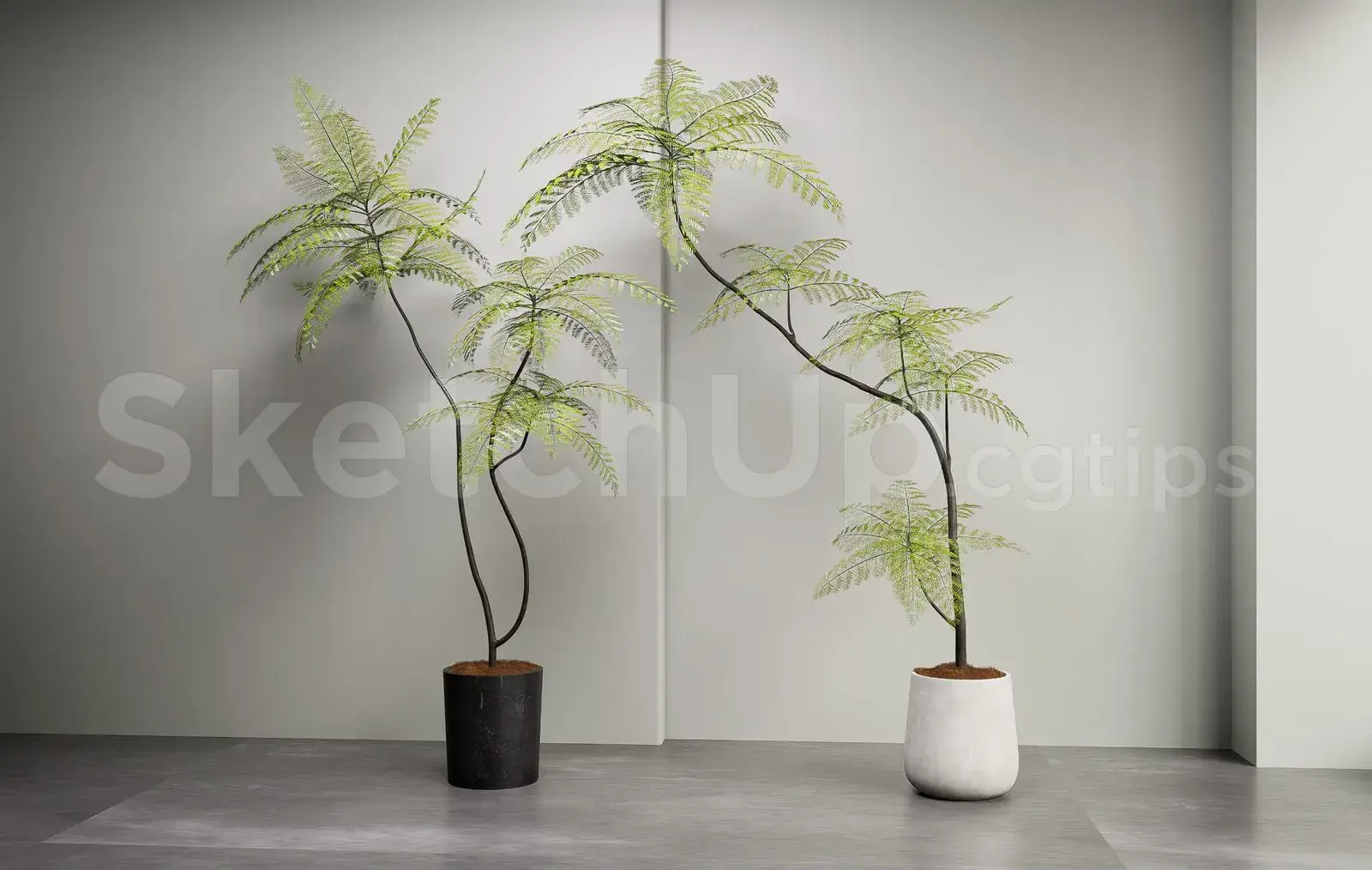 Plant