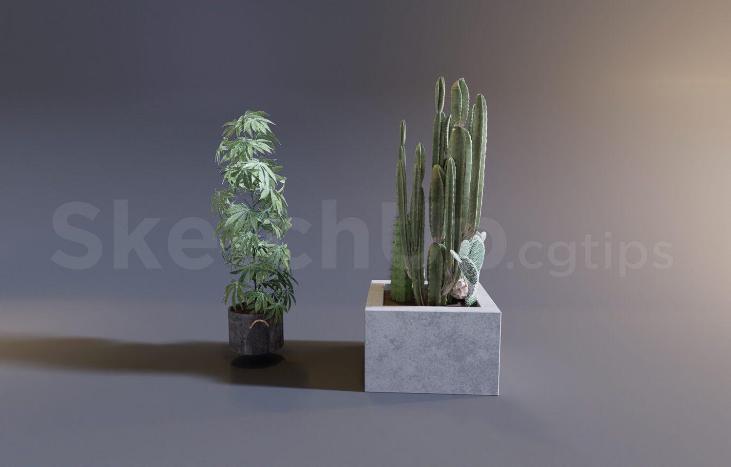 Plant