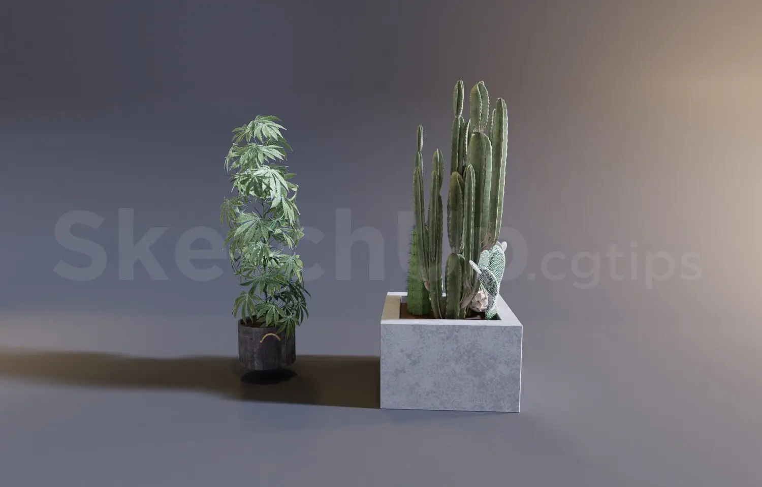 Plant
