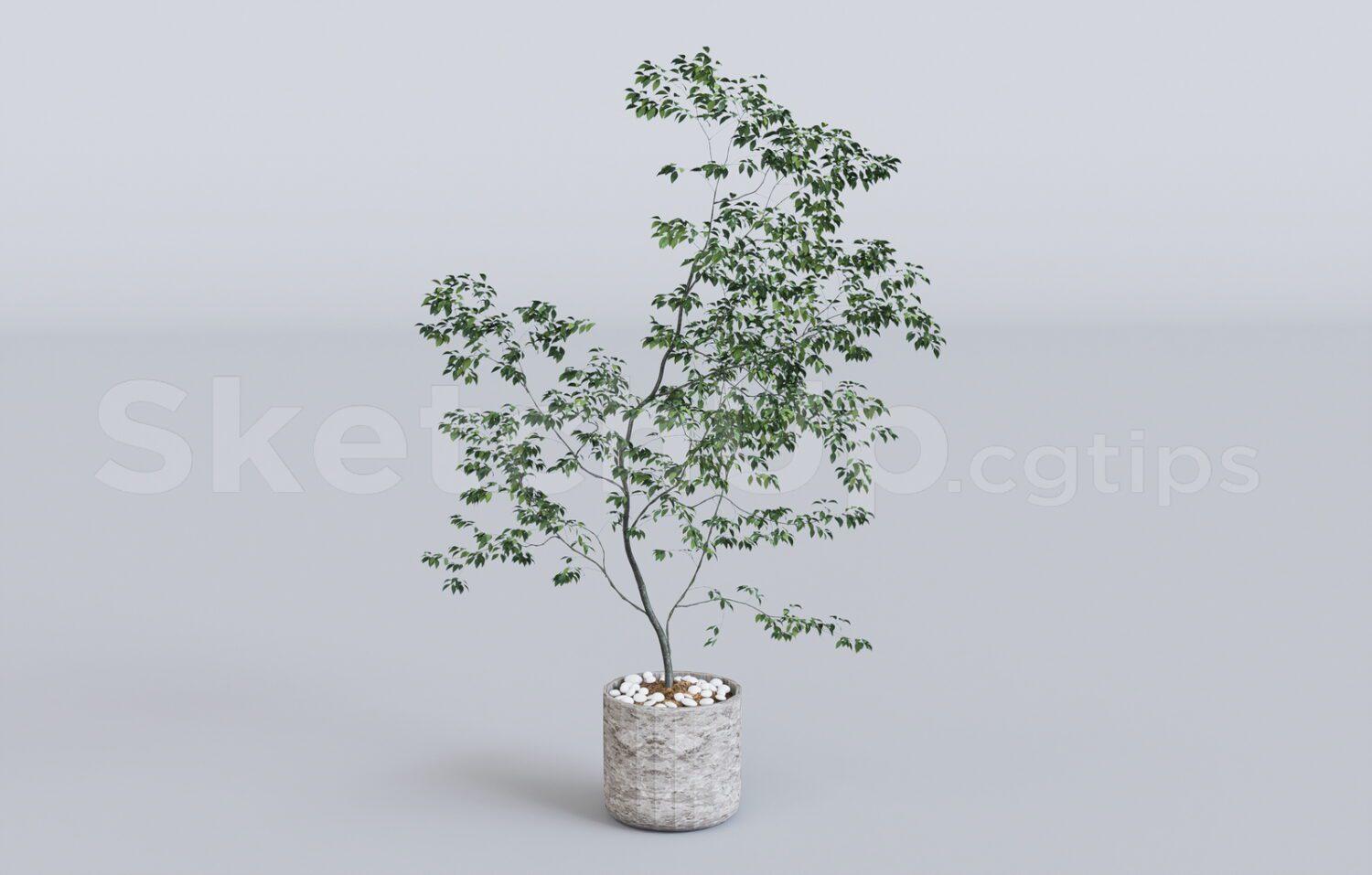 Plant