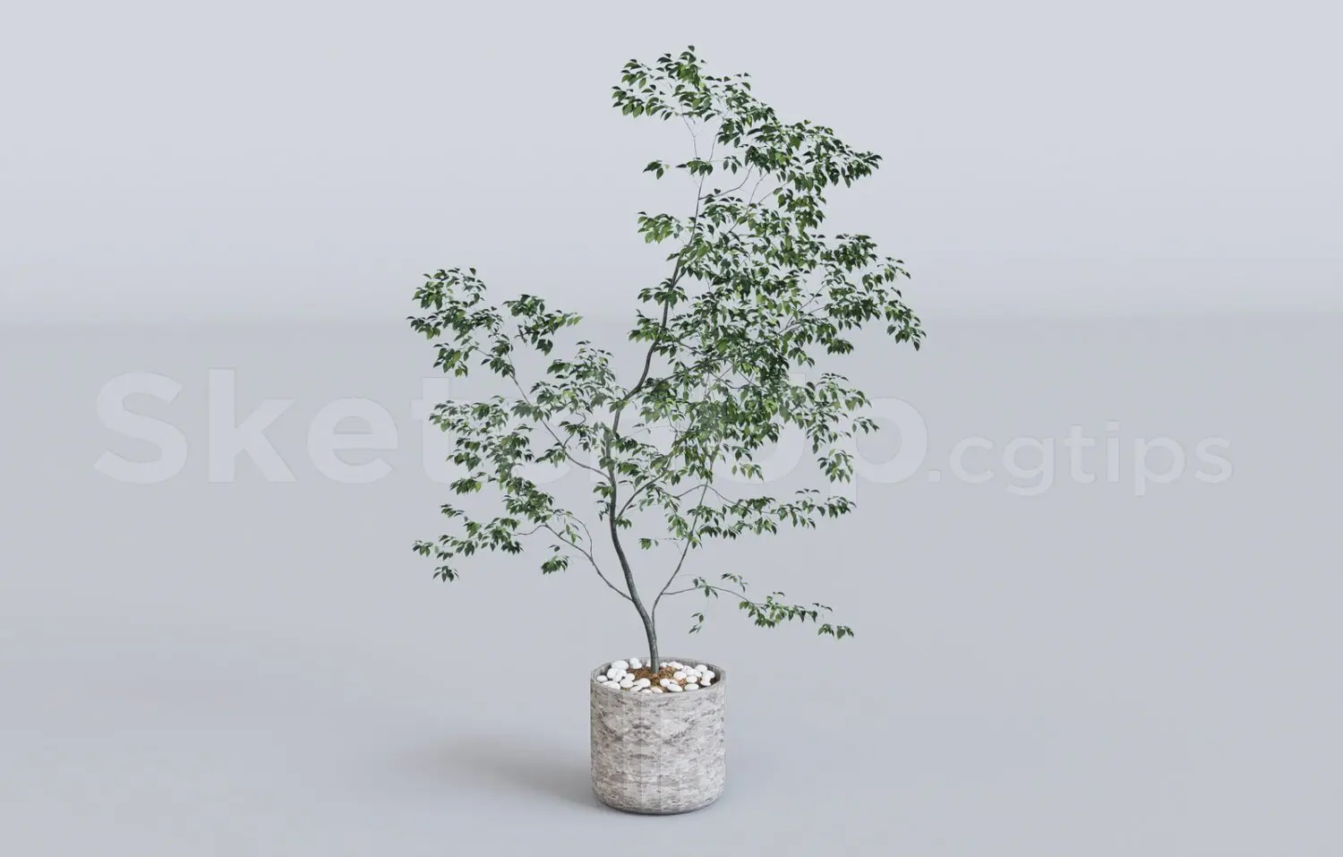 Plant