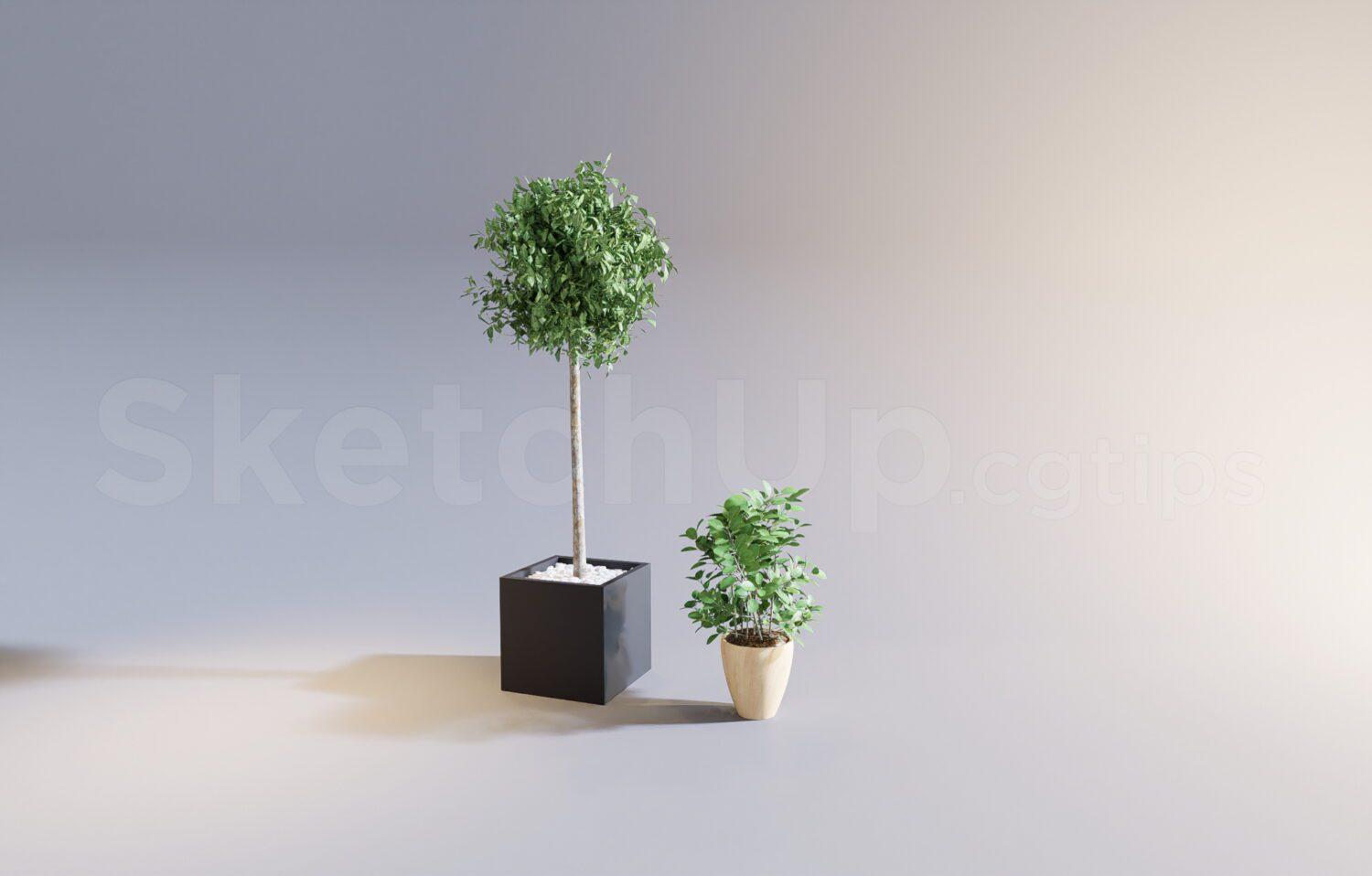 Plant