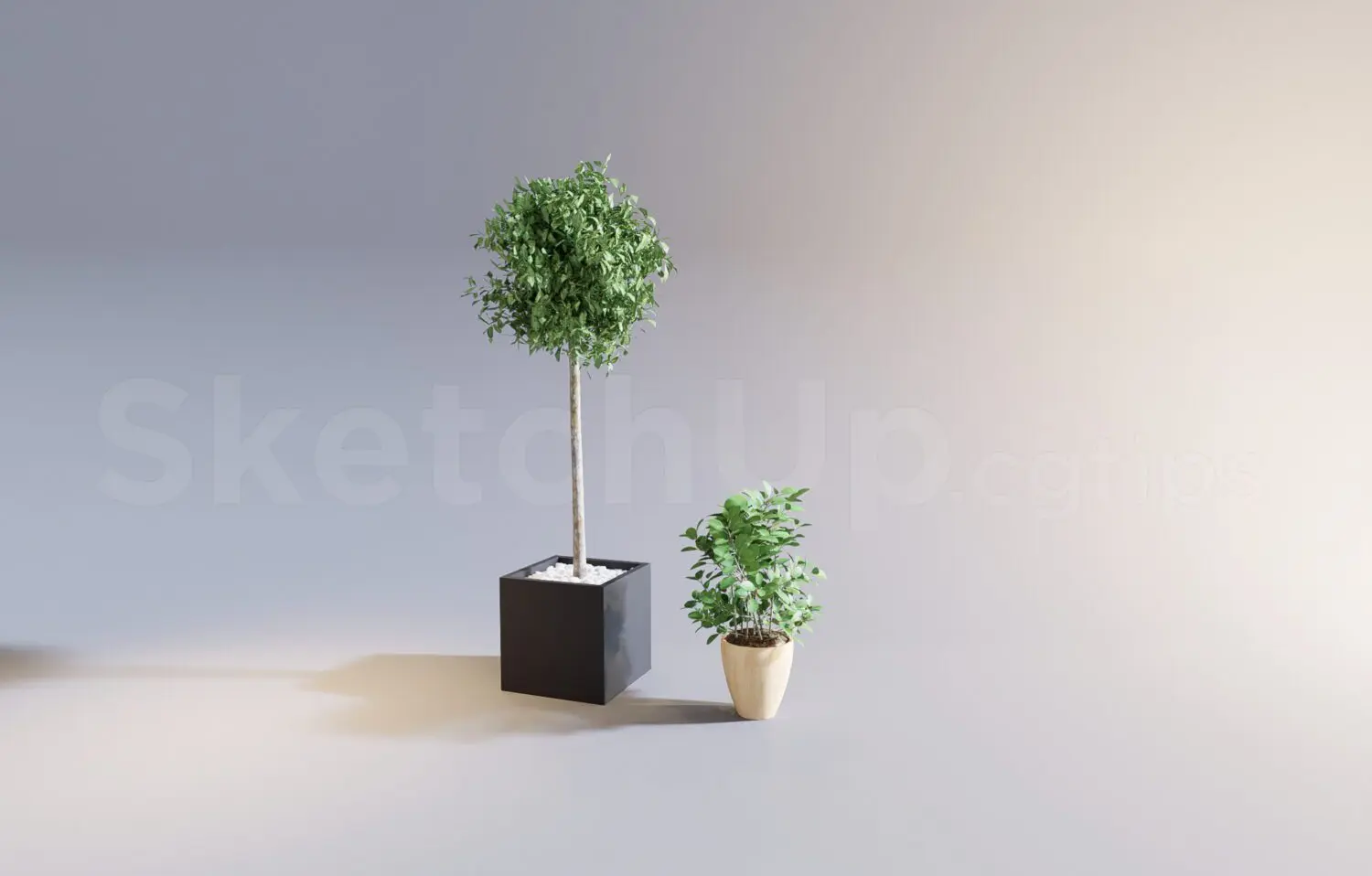 Plant