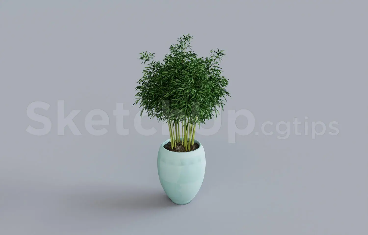 Plant
