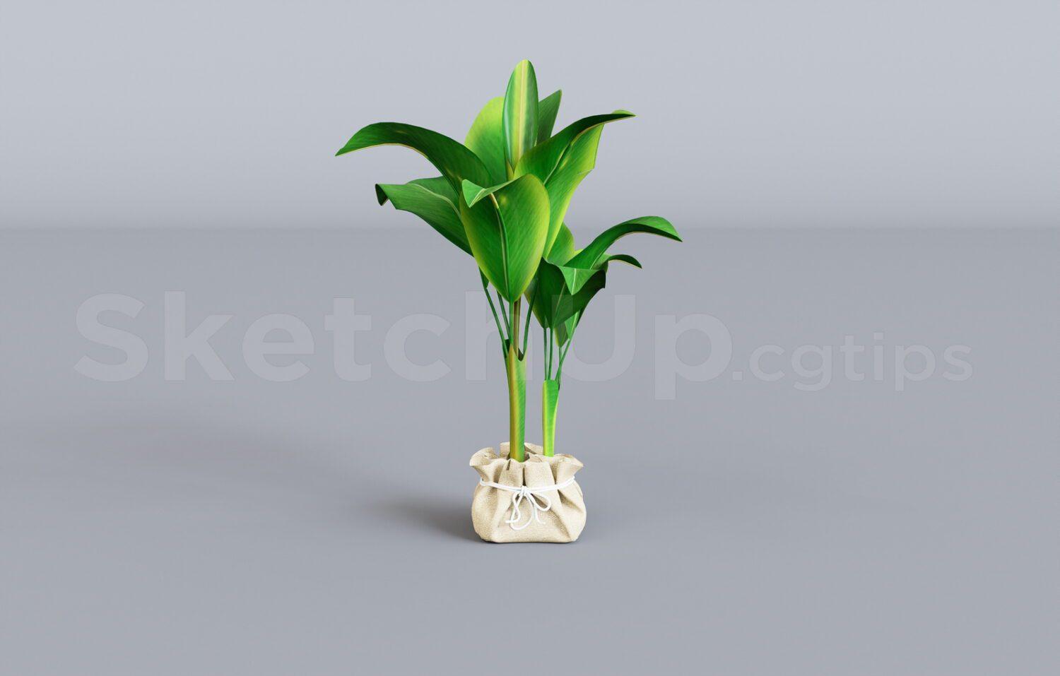 Plant