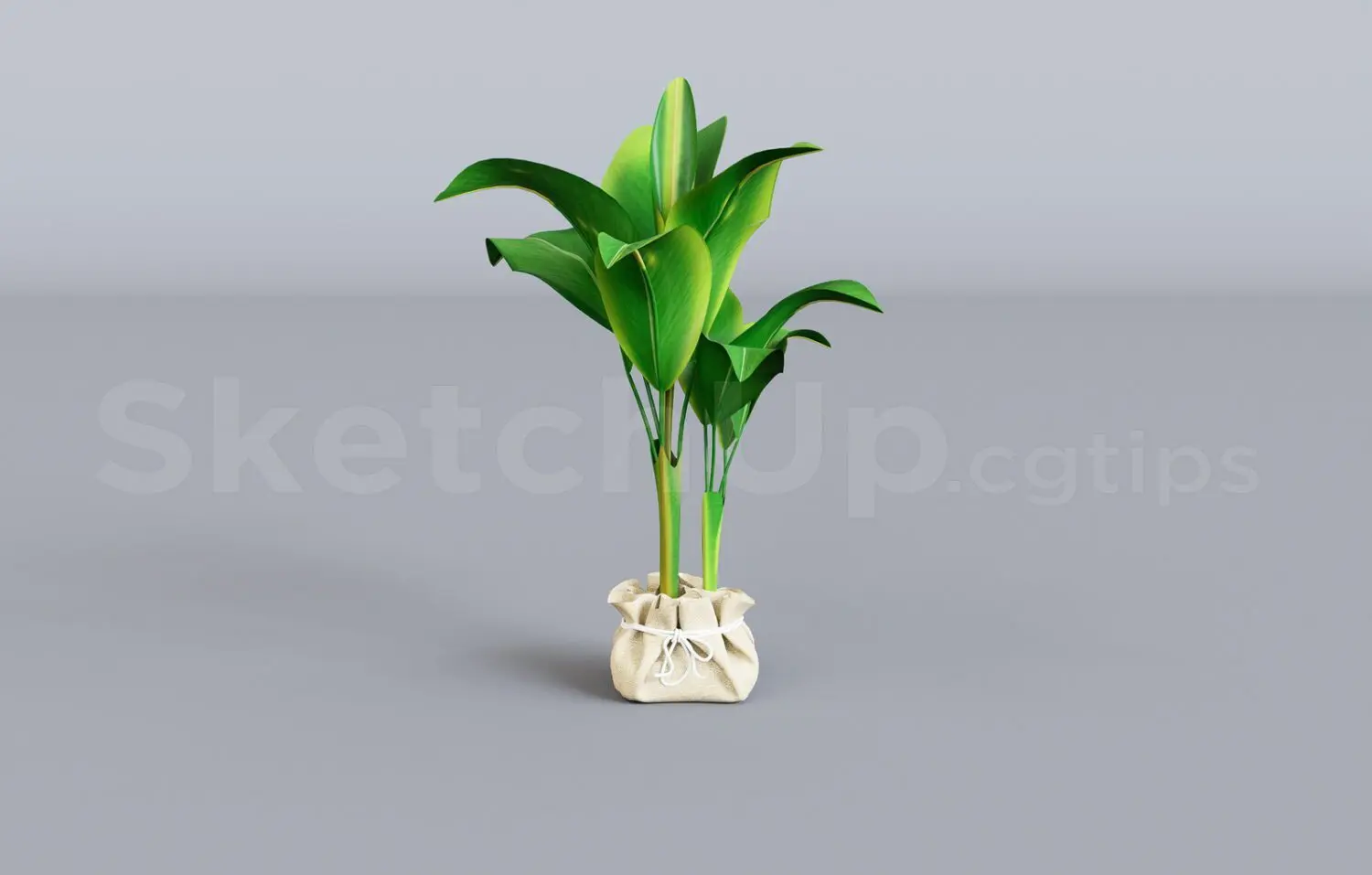 Plant