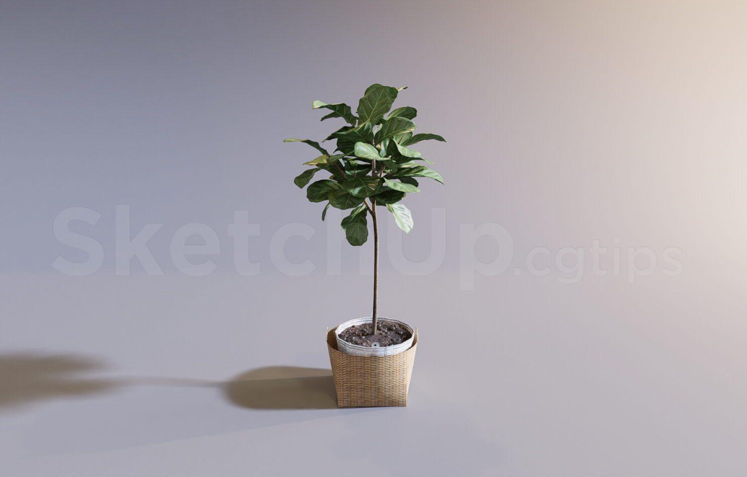 Plant