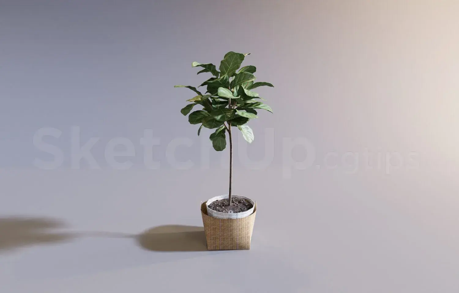 Plant