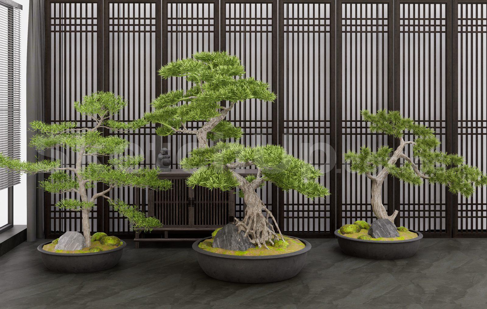 BonSai Tree