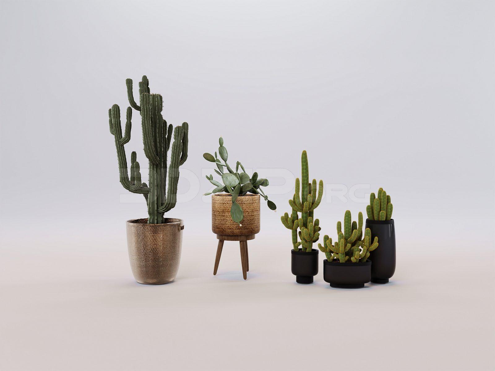 Plant