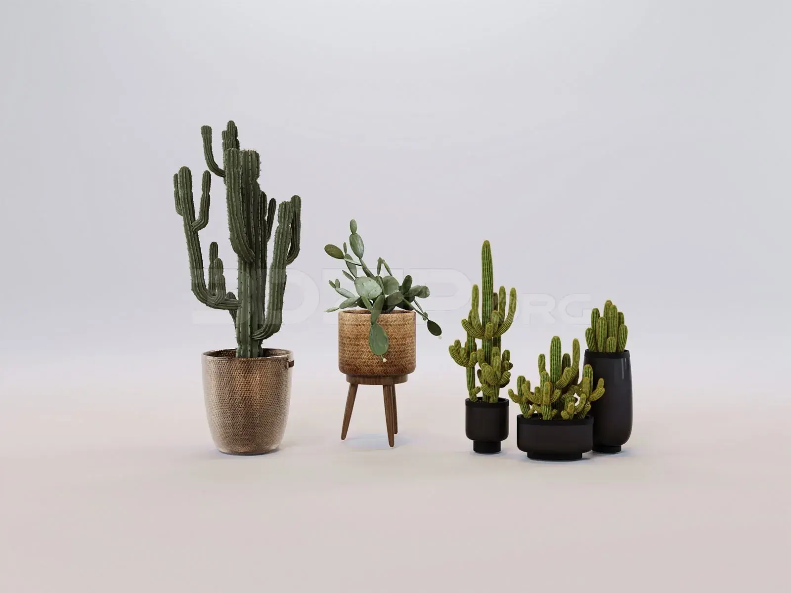 Plant