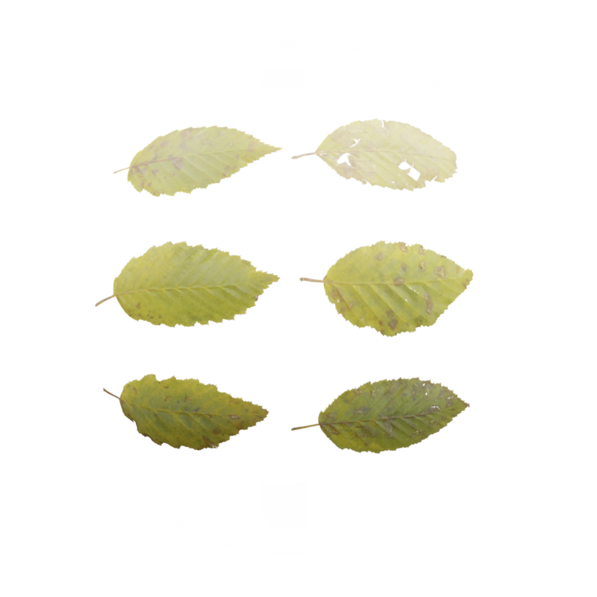 Leaf Set 006