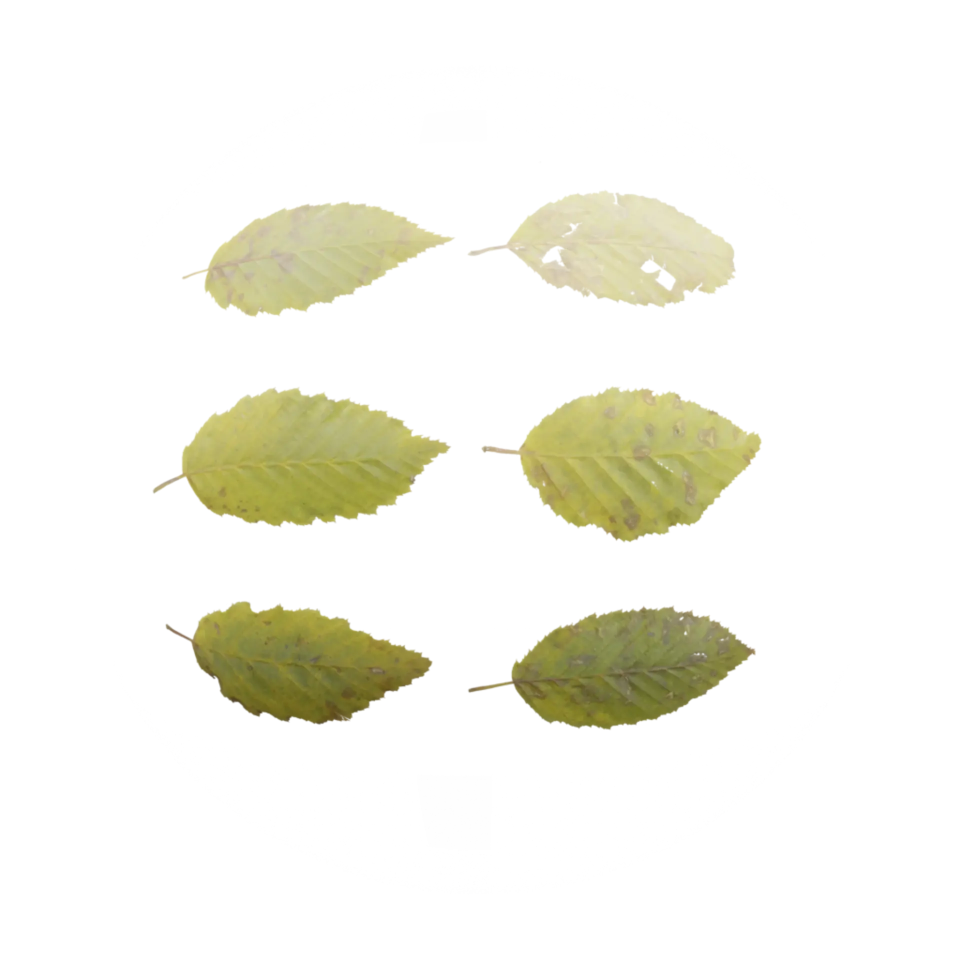 Leaf Set 006