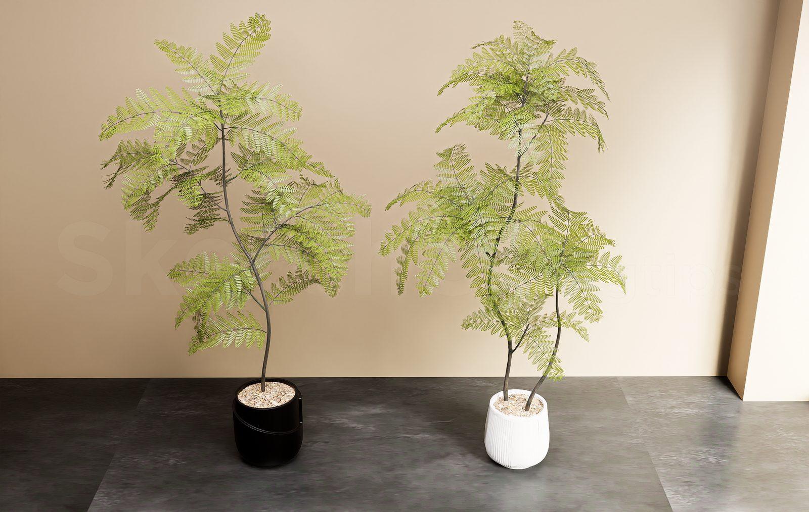 Plant