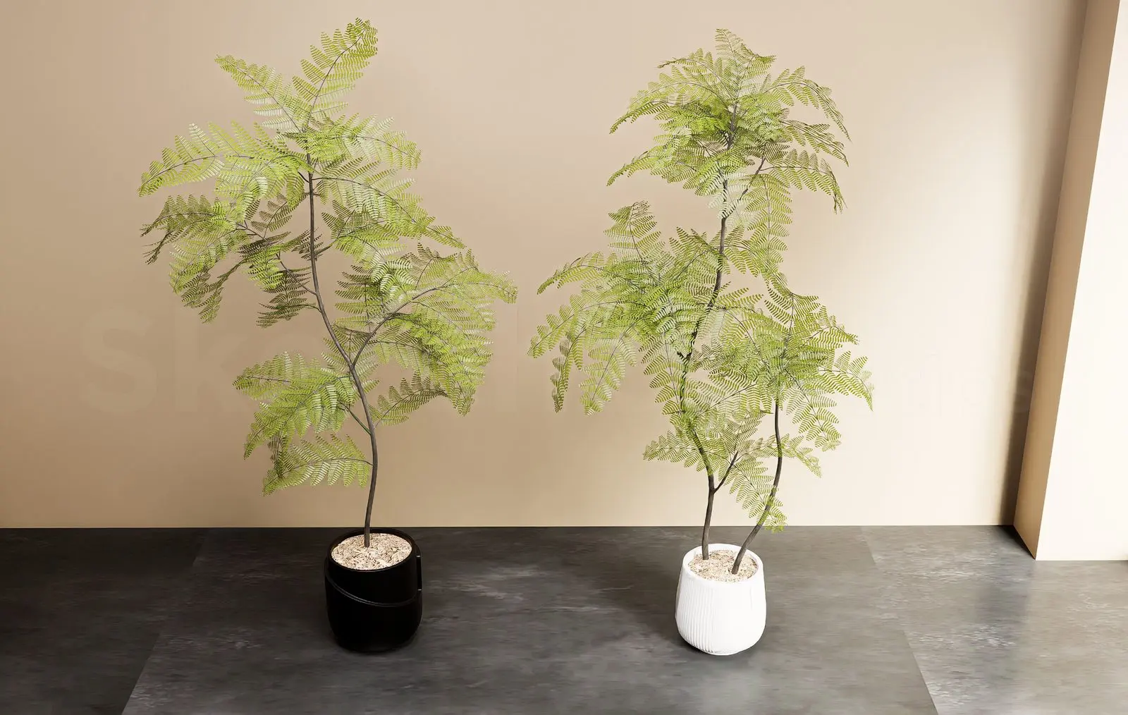 Plant