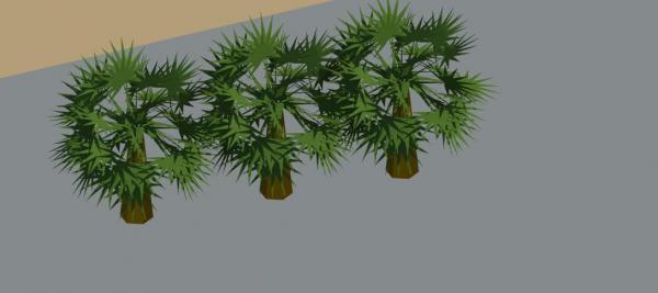 Cactus Sabal Plant