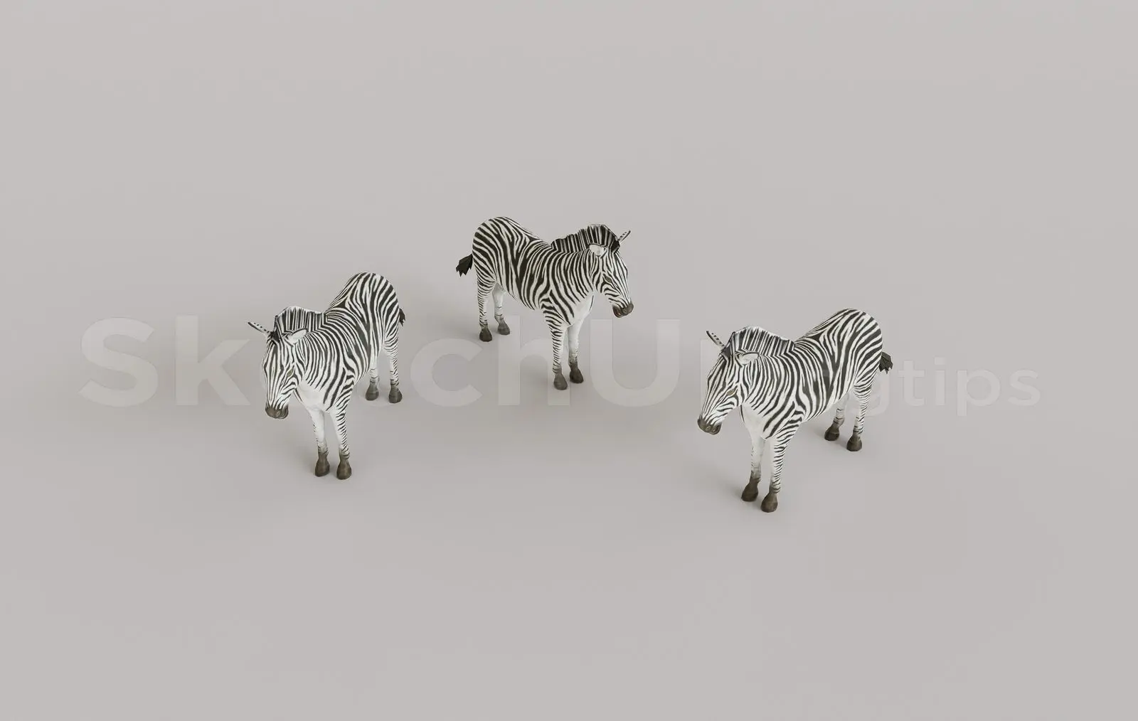 Animal
