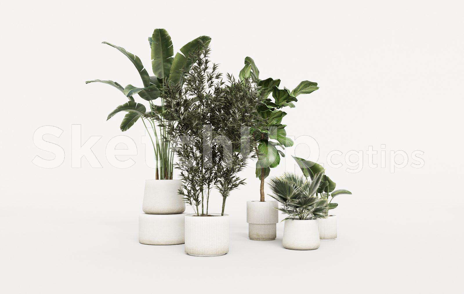 Plant — preview 1 (cgtips)