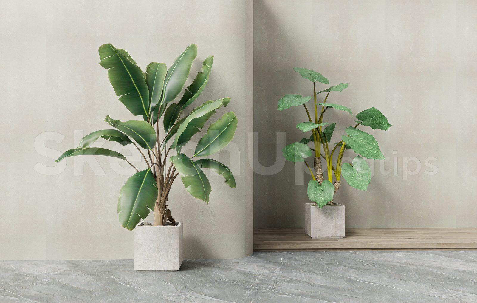 Plant