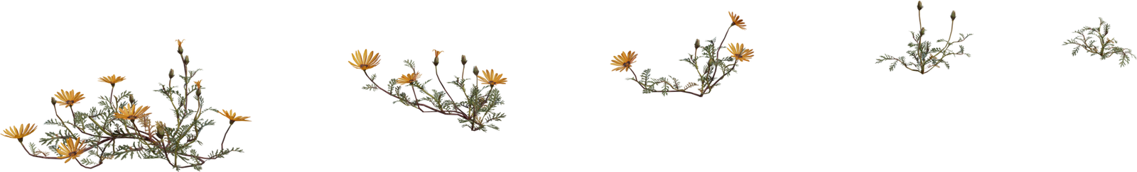 Flower Ursinia