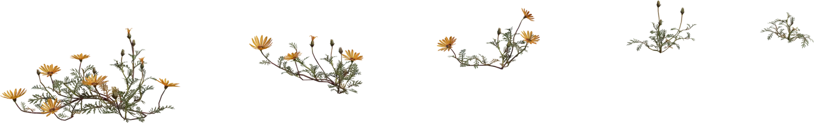Flower Ursinia — preview 1, by Jenelle van Heerden, Rico Cilliers (Poly Haven, CC0)