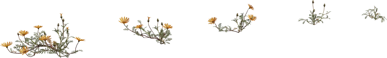 Flower Ursinia