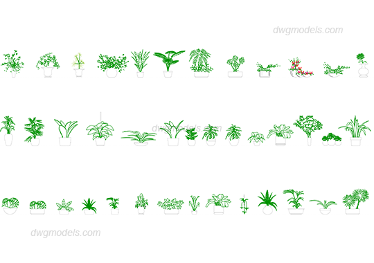 Plants 1