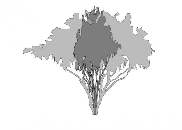 Paloverde Desert Tree - Bi Planar
