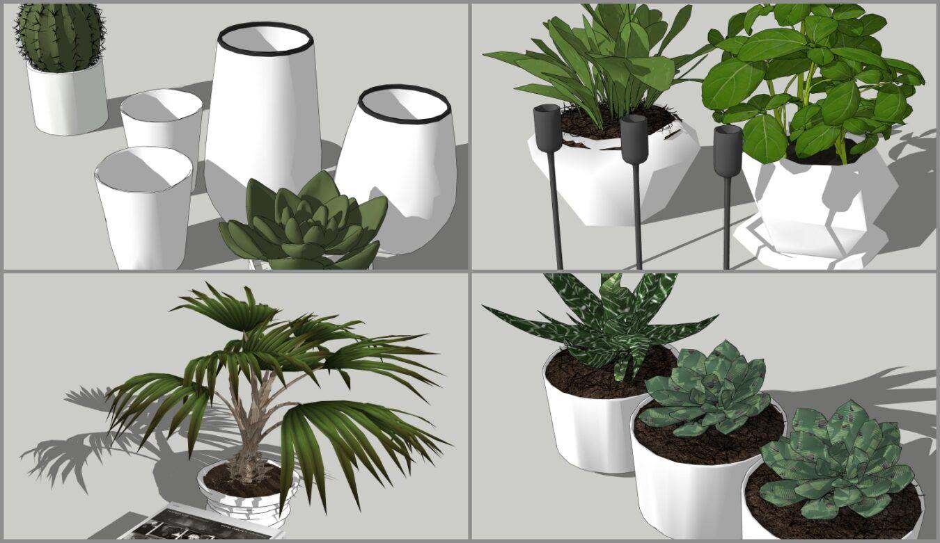 Plants