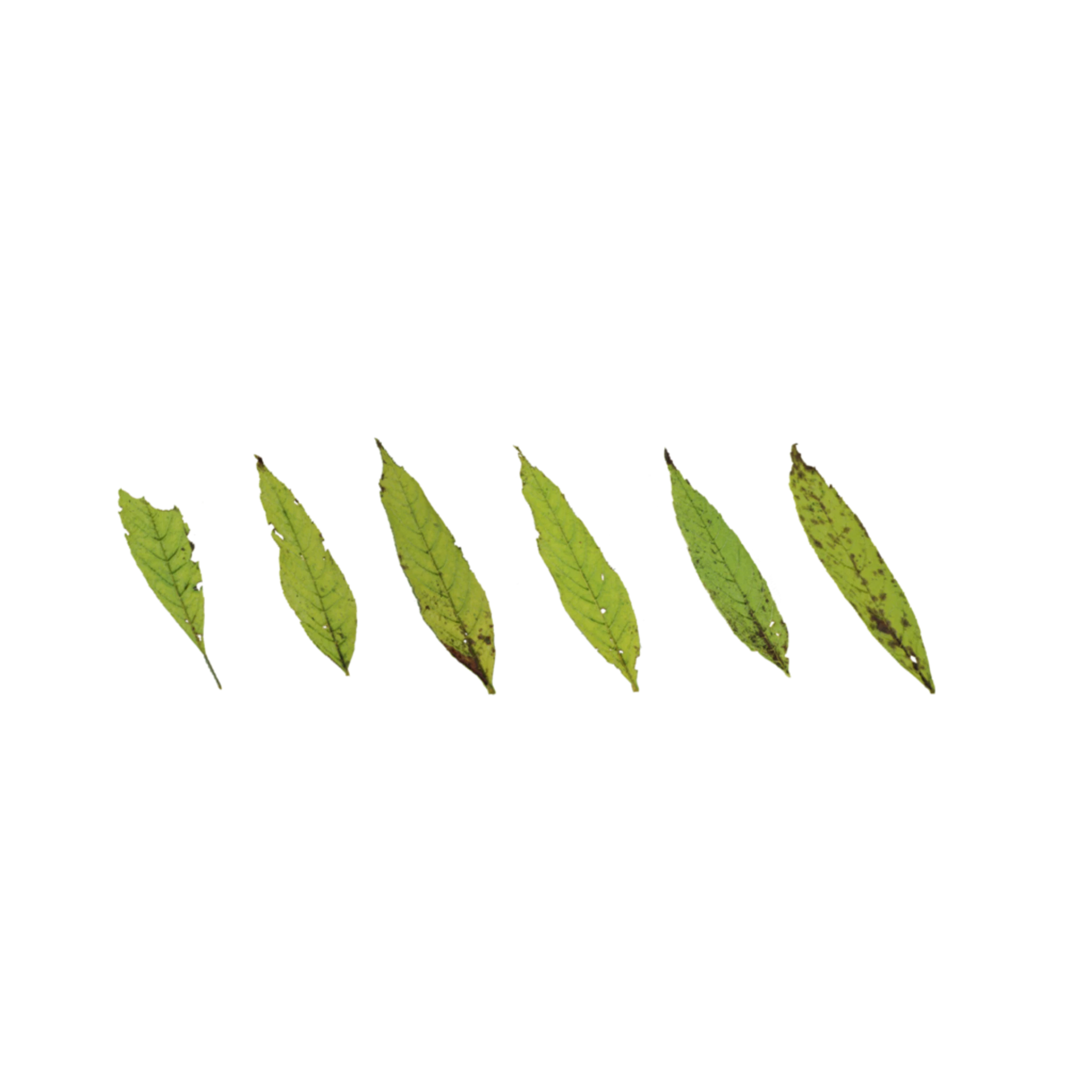 Leaf Set 013