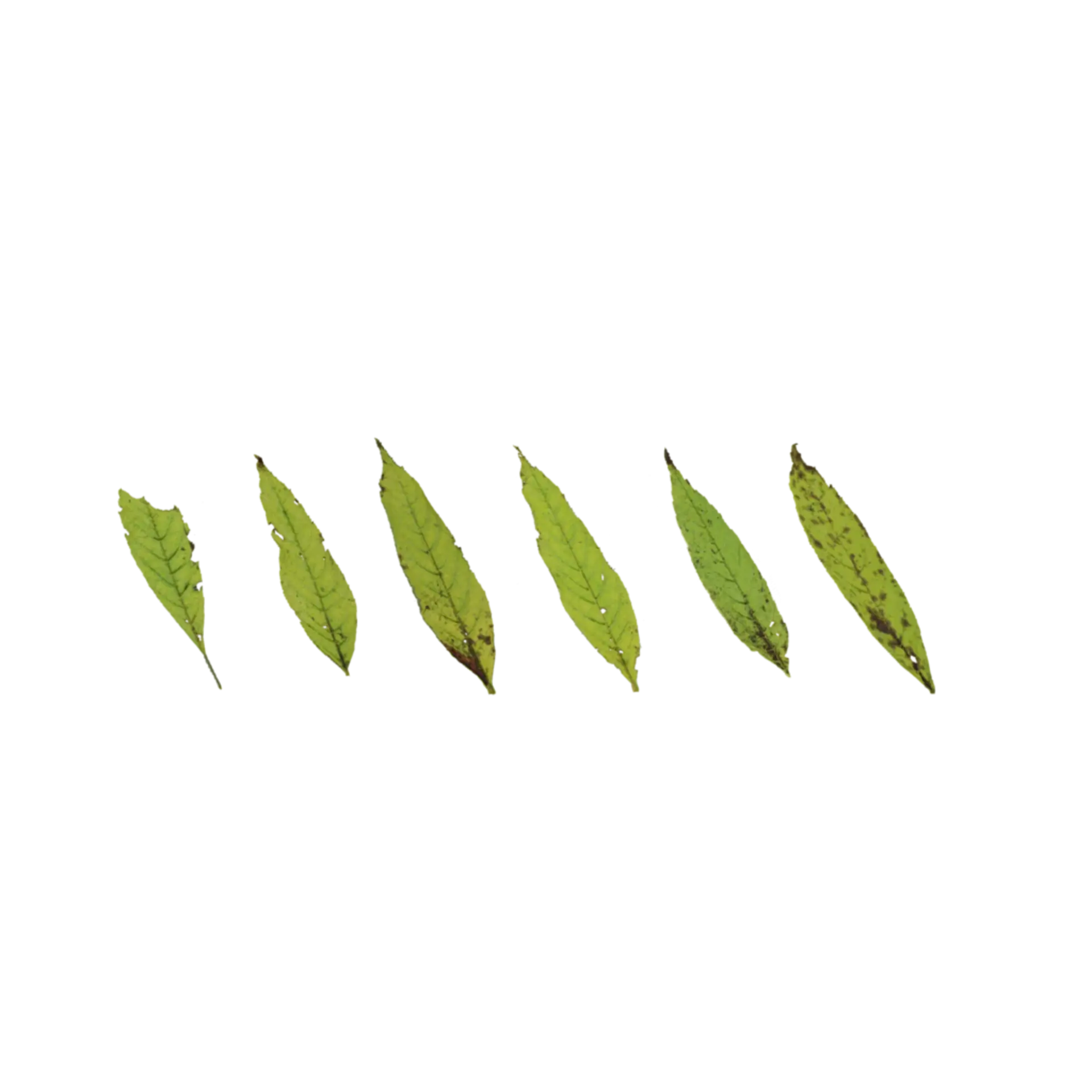 Leaf Set 013