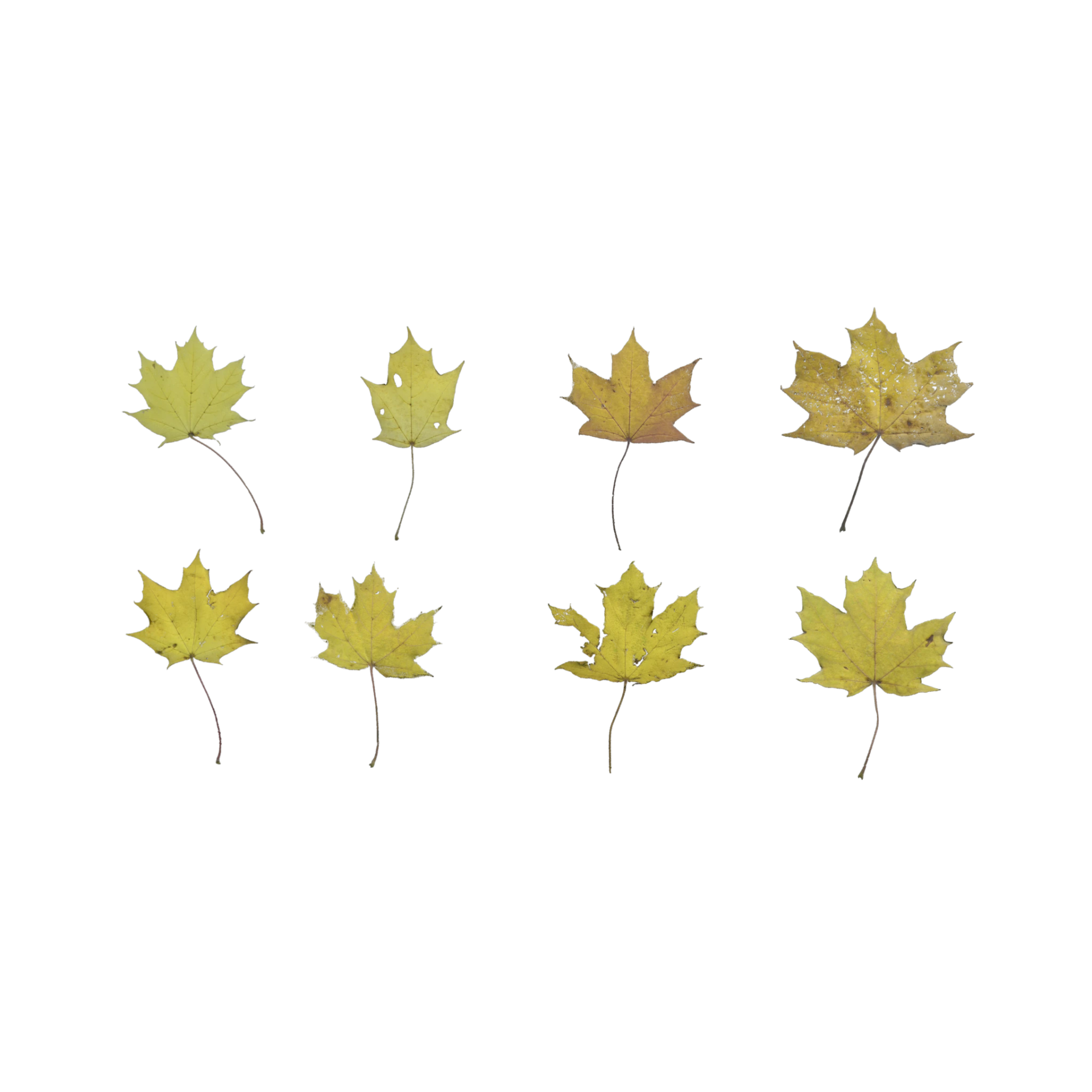 Leaf Set 021